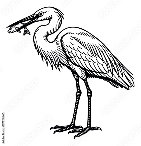 Hand drawn line art illustration of a heron depicting a fish in its beak for nature and wildlife designs