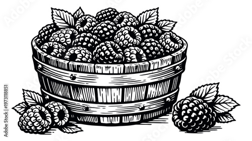 Hand drawn illustration of a bucket depicting fresh raspberries for natural food and harvest concepts