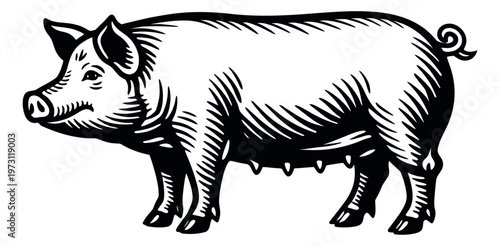 Retro woodcut style illustration of a pig depicting a standing farm animal for food, agriculture, or restaurant design