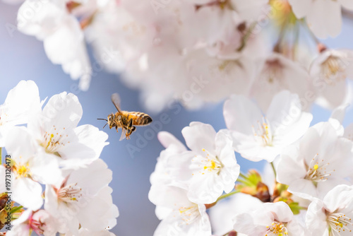 満開のサクラと蜜を集める蜜蜂のホバリング
