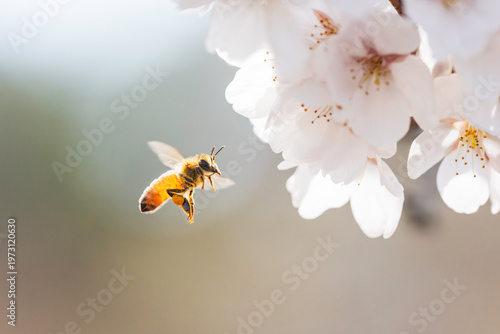 満開のサクラと蜜を集める蜜蜂のホバリング