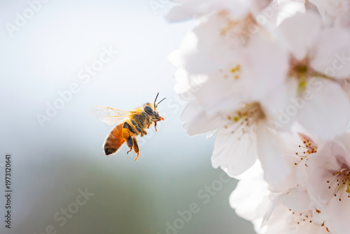 満開のサクラと蜜を集める蜜蜂のホバリング