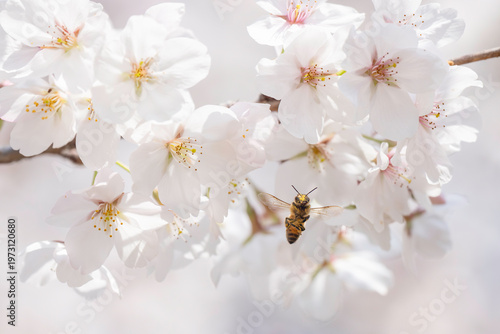 満開のサクラと蜜を集める蜜蜂のホバリング