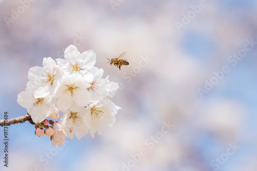満開のサクラと蜜を集める蜜蜂のホバリング