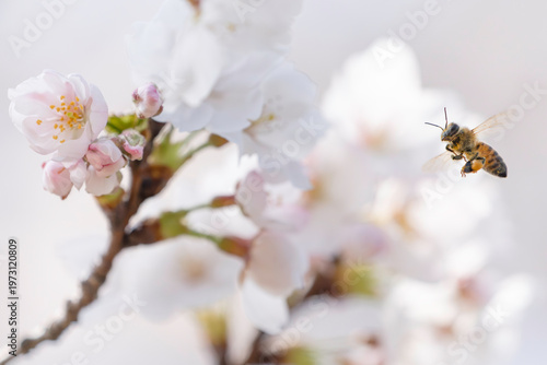 満開のサクラと蜜を集める蜜蜂のホバリング