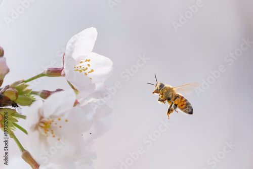 満開のサクラと蜜を集める蜜蜂のホバリング