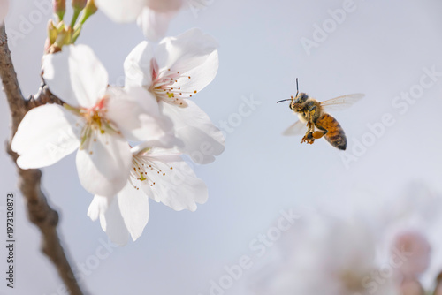 満開のサクラと蜜を集める蜜蜂のホバリング