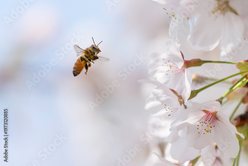 満開のサクラと蜜を集める蜜蜂のホバリング