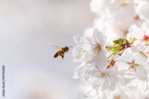 満開のサクラと蜜を集める蜜蜂のホバリング