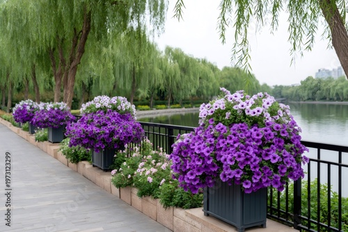 Purple petunias blooming in planters along park promenade