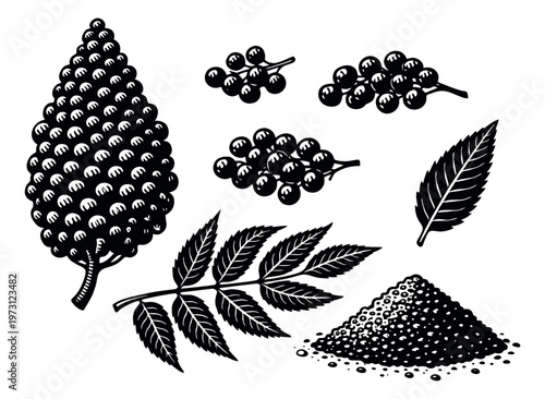Engraving style sumac botanical set featuring berries, leaves, and ground spice for culinary and seasoning purposes