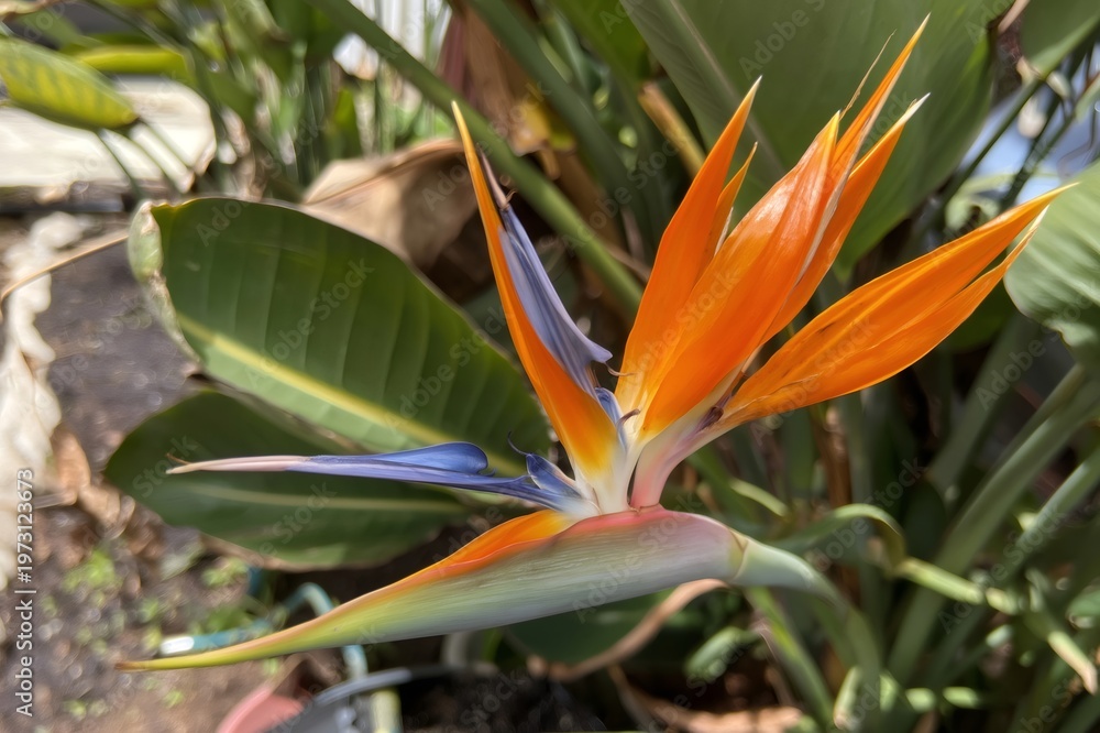 Fototapeta premium Bird of paradise flower blooming in tropical garden