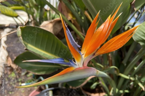 Bird of paradise flower blooming in tropical garden
