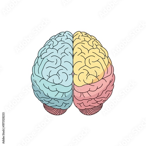 Top View Of Human Brain With Lobes Highlighted In Different Colors - Medical Illustration