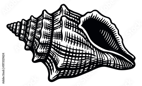 Hand drawn line art illustration of a conch shell depicting its unique spiral shape for summer themes