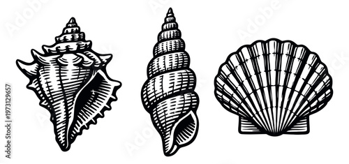 Hand drawn line art seashell set featuring a conch, spiral, and scallop shell for marine life and summer vacation designs