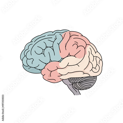 Human Brain Anatomy Diagram - Lobes and Cerebellum Illustration