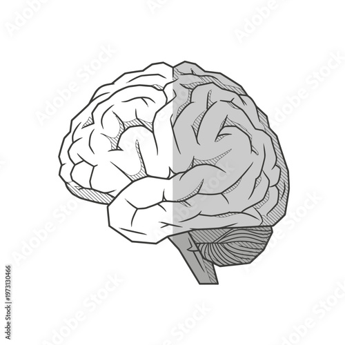 Stylized Brain Half Outline Half Shaded - Concept of Thought and Mind