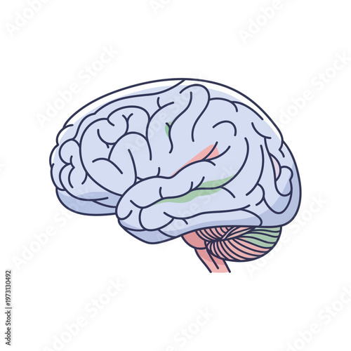 Stylized Human Brain Illustration - Neuroscience and Psychology Concept