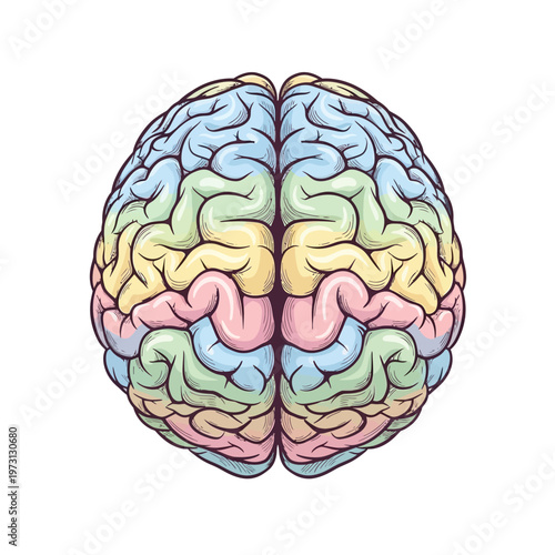 Top View of Colorful Human Brain Anatomy Illustration