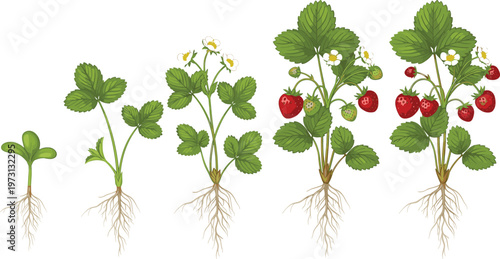 Strawberry Plant Growth Stages Illustration Showing Seedling to Flowering and Fruiting Process with Roots for Gardening, Agriculture, Botanical Education, and Organic Farming Design