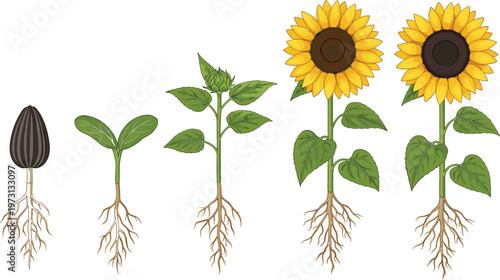 Sunflower Growth Stages Vector Illustration Showing Seed Germination, Sprout Development, Root System and Blooming Flower Lifecycle Isolated on White Background for Botanical Education