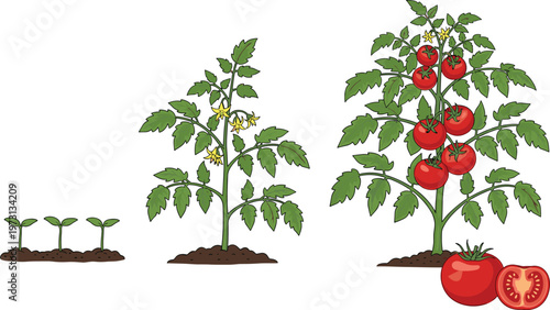 Tomato Plant Growth Stages Vector Illustration Featuring Seedling Flowering and Fruit Development with Ripe Tomatoes for Agriculture and Gardening Design