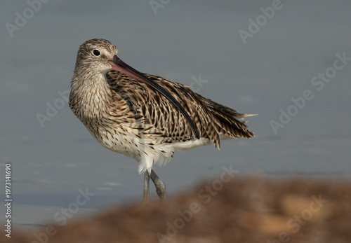 Konstfotografi Closeup of a Eurasian curlew at Busaiteen coast, Bahrain