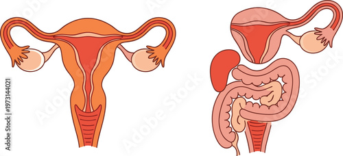 An illustration depicts the female reproductive system showcasing the uterus fallopian tubes and ovaries alongside intestinal anatomy high quality professional detailed modern elegant