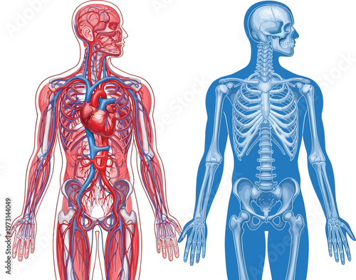 An anatomical illustration presents a side view of the human body displaying both the circulatory and skeletal systems vividly high quality professional detailed
