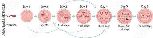 This illustration depicts the stages of embryonic development from fertilization through to the 32 cell stage showcasing cell division high quality professional detailed
