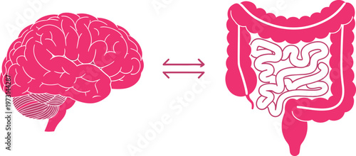 This illustration depicts the bidirectional communication pathway between the human brain and the complex coiled structure of the digestive system high quality professional