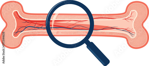 An illustrative depiction showcases a cross section of a bone under examination with a magnifying glass emphasizing internal structure high quality professional detailed