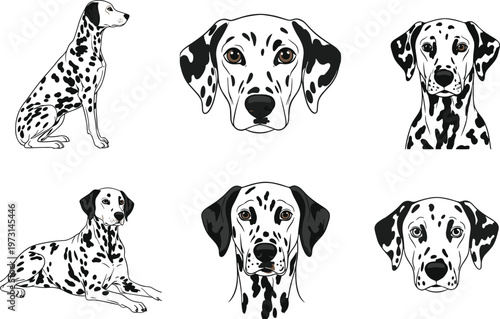 Dalmatian Dog Illustration Set Featuring Sitting, Lying, and Portrait Views with Spotted Coat Pattern for Pet, Animal, Breed, and Domestic Design
