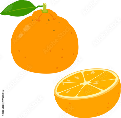 デコポンと切ったデコポン