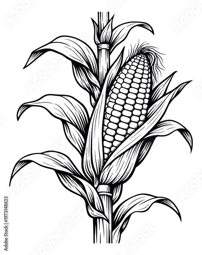 Hand drawn line art illustration of a corn stalk depicting a ripe ear of maize for agricultural design