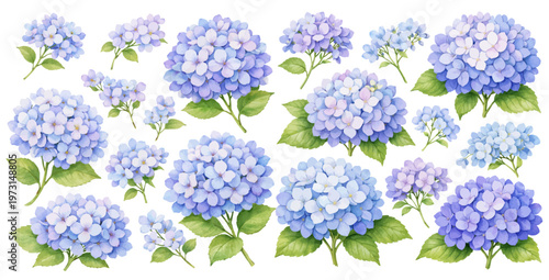 A charming watercolor collection of hydrangea flowers featuring soft blue and lavender blooming botanical clusters with fresh green leaves illustrated in a natural botanical style.