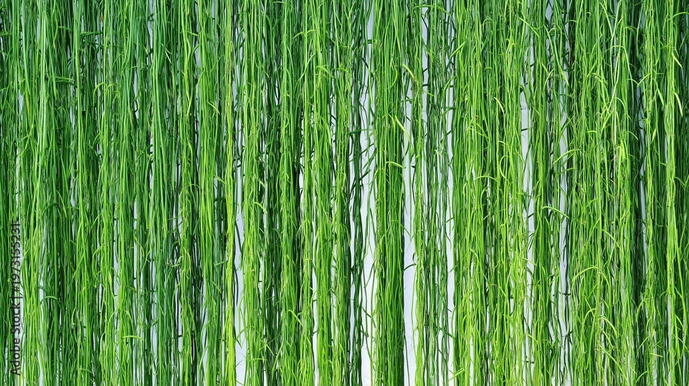Fototapeta premium Vanilla Growing in the Garden With Space for Text and Green Background