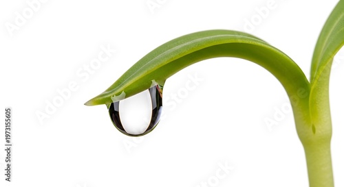 A single crystal clear water drop hanging from the tip of a vibrant green sprout in macro view illustration