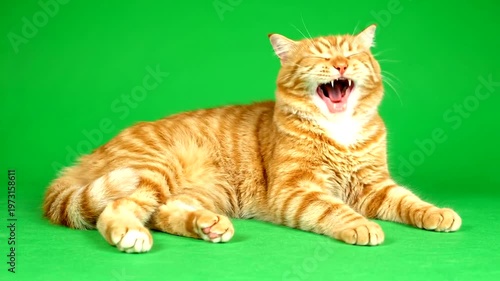 Adorable Ginger Tabby Cat Yawning and Relaxing on a Vibrant Green Background.