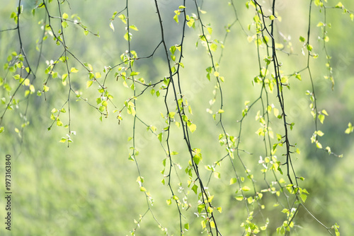 abstract nature background with young little green birch leaves on tree branches close up. spring season concept. Beautiful landscape with fresh gentle young spring foliage. soft focus