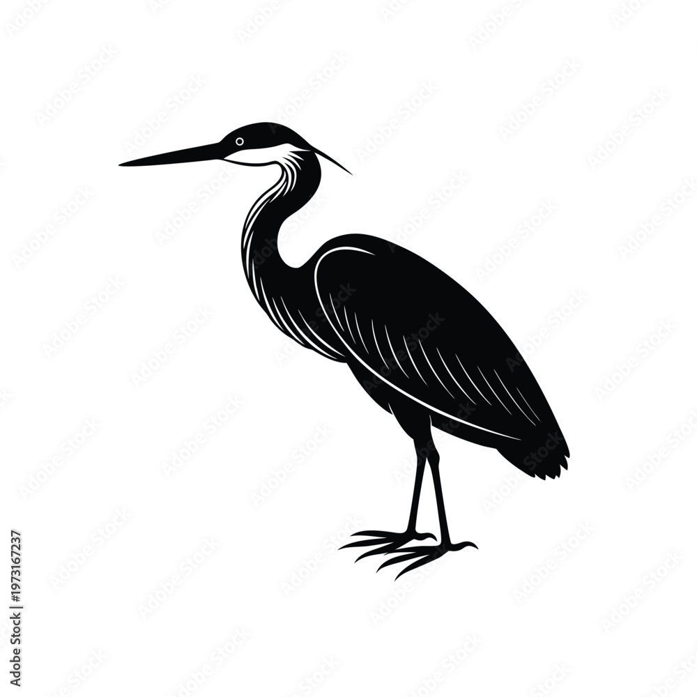 Fototapeta premium Elegant purple heron bird standing, black and white vector illustration with detailed feathers.