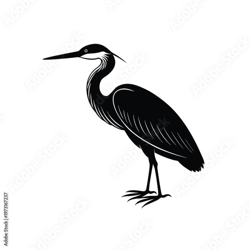 Elegant purple heron bird standing, black and white vector illustration with detailed feathers.