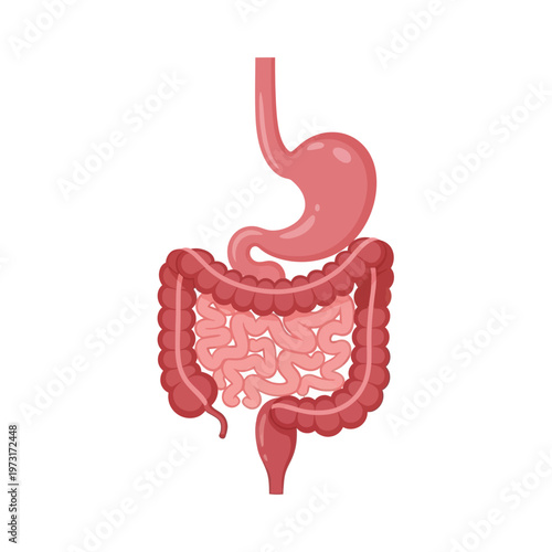 Human Digestive System Anatomy - Stomach, Small Intestine, Large Intestine