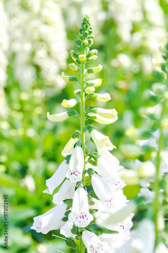 digitalis white or Common Foxglove, Digitalis purpurea or Plantaginaceae or Scrophulariaceae or Digitalis purpurea Dalmatian White Spotted or white flower