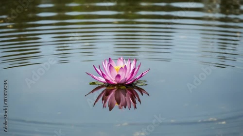 Purple Lotus Flower Floating on Calm Dark Water Surface