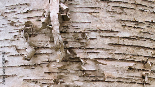 Konstfotografi 剥がれかけた白樺の樹皮のテクスチャ 背景素材 Peeling birch tree bark texture background
