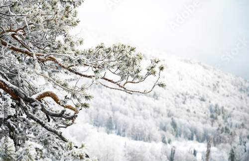 Snow-Covered Pines Against a Clear Blue Sky
