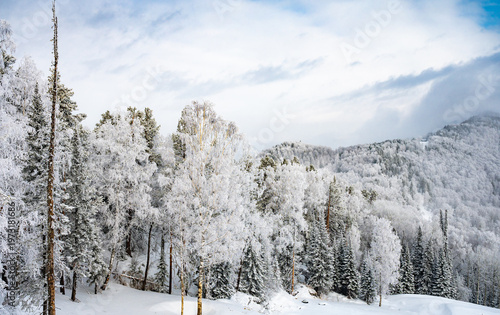 Snow-Covered Pines Against a Clear Blue Sky