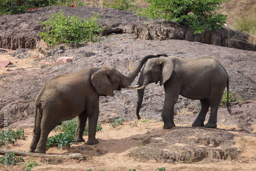 Obraz premium Afrikanischer Elefant / African elephant / Loxodonta africana